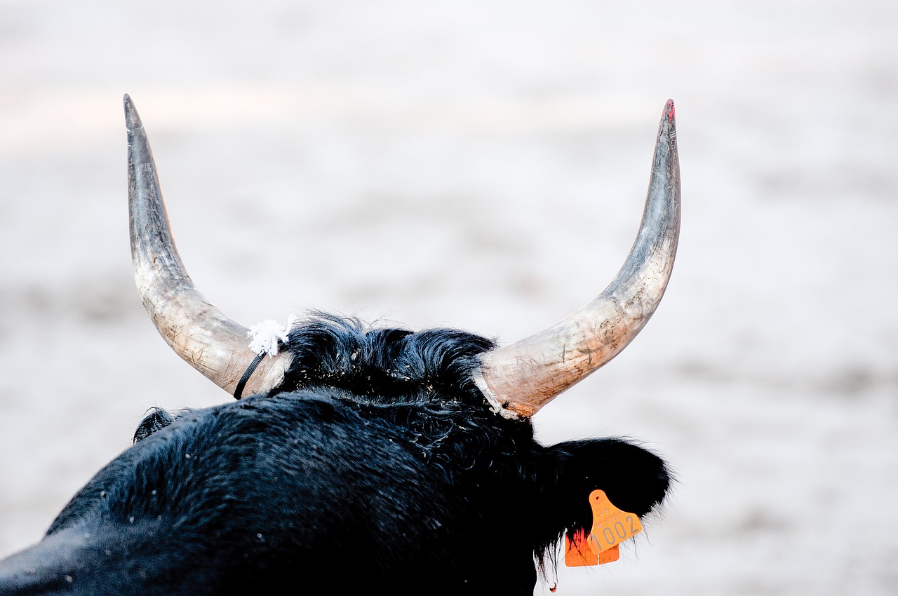 bull-races-1949977_1280